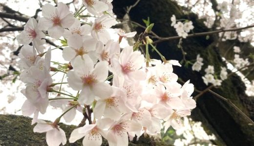 「日本の伝統色」講座、久々の開催に寄せて